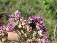 Oxythyrea marginalis