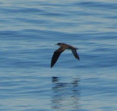 Puffinus lherminieri