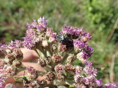 Oxythyrea marginalis