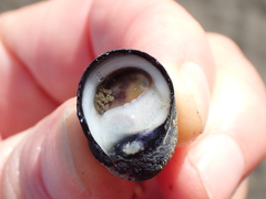 Nerita melanotragus