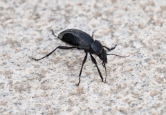 Carabus brandti