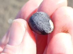 Nerita melanotragus