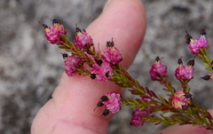 Erica spumosa