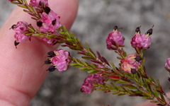 Erica spumosa