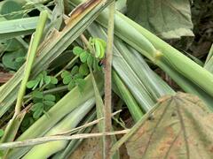 Cucujiformia