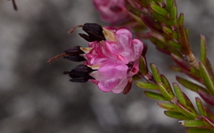 Erica spumosa