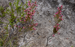 Erica spumosa