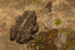 Incilius occidentalis