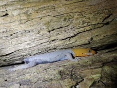 Gonatodes albogularis