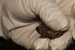 Incilius occidentalis