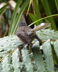 Rhipidura fuliginosa fuliginosa