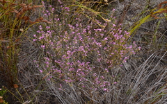 Lamprotis