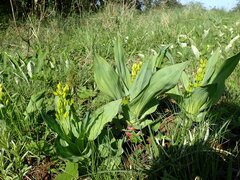 Hypoxis colchicifolia