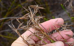 Thamnochortus cinereus