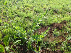 Lasiosiphon kraussianus