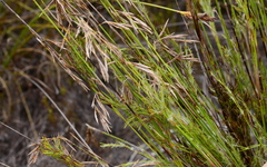 Thamnochortus cinereus
