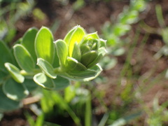 Lasiosiphon kraussianus