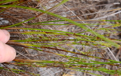 Thamnochortus cinereus