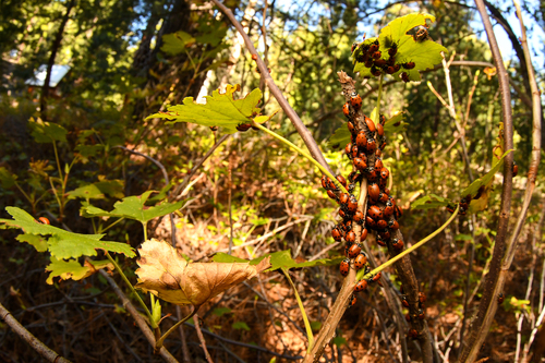 iNaturalist observation photo of Convergent Lady Beetle