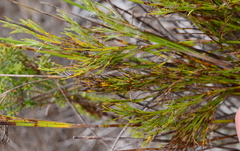 Thamnochortus cinereus