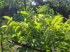 Sclerocarya birrea caffra