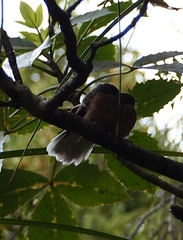 Rhipidura fuliginosa fuliginosa