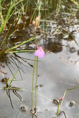 Utricularia barkeri