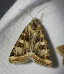 Protoschinia nuchalis