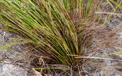 Thamnochortus cinereus