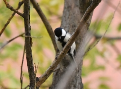 Parus minor