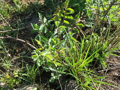 Sclerocarya birrea caffra