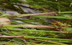 Thamnochortus cinereus