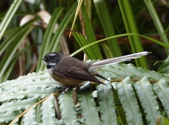 Rhipidura fuliginosa fuliginosa