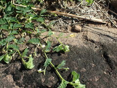 Aeschynomene brevifolia