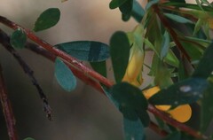Pultenaea alea