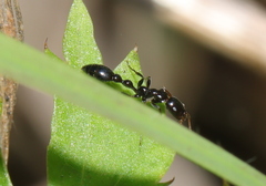 Tetraponera