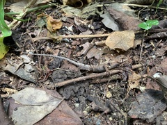 Stenocercus erythrogaster