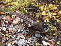 Rhipidura fuliginosa fuliginosa