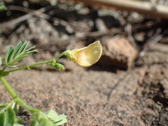Aeschynomene brevifolia