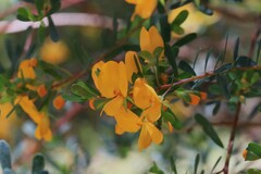 Pultenaea alea