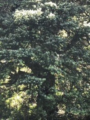 Podocarpus latifolius