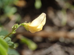 Aeschynomene brevifolia