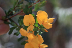 Pultenaea alea