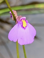 Utricularia barkeri