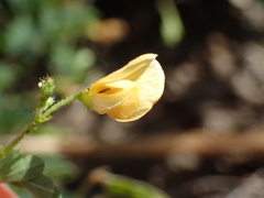 Aeschynomene brevifolia