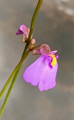 Utricularia barkeri
