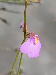 Utricularia barkeri
