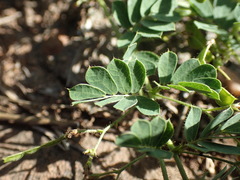 Aeschynomene brevifolia