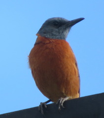 Monticola rupestris
