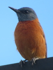 Monticola rupestris